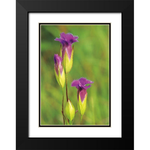 Canada-Manitoba-Tall-grass Prairie Preserve Fringed gentian flowers close-up Black Modern Wood Framed Art Print with Double Matting by Jaynes Gallery