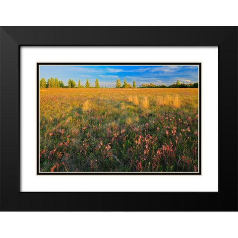 Canada-Manitoba-Birds Hill Provincial Park Three-flowered avens flowers and seed heads in field Black Modern Wood Framed Art Print with Double Matting by Jaynes Gallery