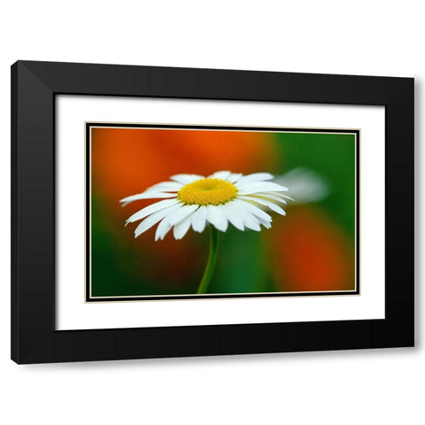 Canada-Manitoba-Winnipeg Common daisy flower close-up Black Modern Wood Framed Art Print with Double Matting by Jaynes Gallery