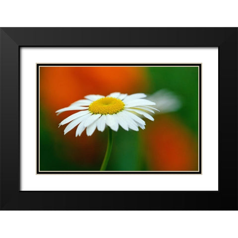 Canada-Manitoba-Winnipeg Common daisy flower close-up Black Modern Wood Framed Art Print with Double Matting by Jaynes Gallery
