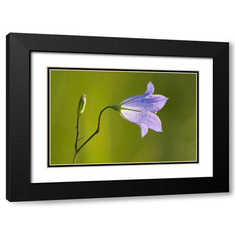 Canada-Manitoba-Winnipeg Close-up of harebells blossom Black Modern Wood Framed Art Print with Double Matting by Jaynes Gallery