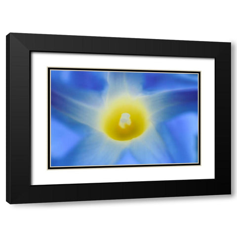 Canada-Manitoba-Winnipeg Morning glory blossom close-up Black Modern Wood Framed Art Print with Double Matting by Jaynes Gallery