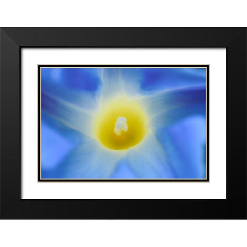 Canada-Manitoba-Winnipeg Morning glory blossom close-up Black Modern Wood Framed Art Print with Double Matting by Jaynes Gallery
