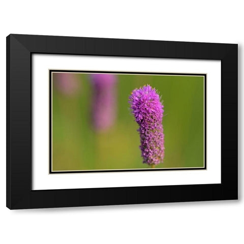 Canada-Manitoba-Winnipeg Purple prairie clover close-up Black Modern Wood Framed Art Print with Double Matting by Jaynes Gallery