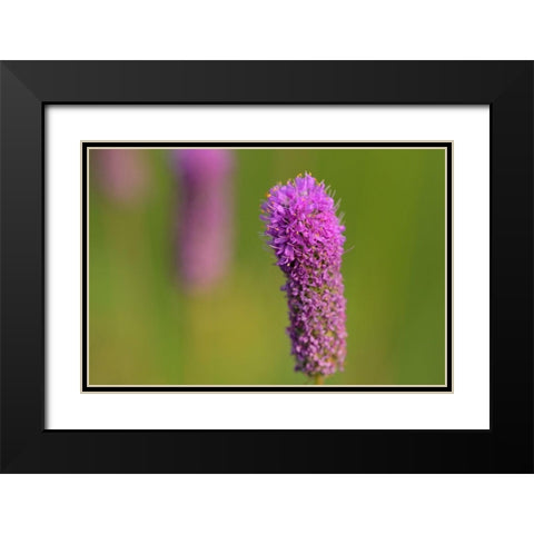 Canada-Manitoba-Winnipeg Purple prairie clover close-up Black Modern Wood Framed Art Print with Double Matting by Jaynes Gallery