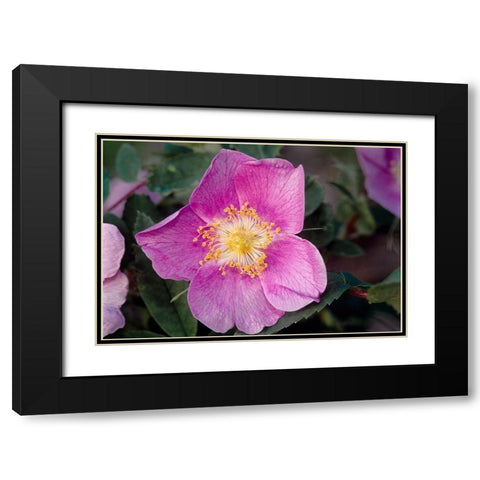 Canada-Manitoba-Nopiming Provincial Park Pink rose blossom close-up Black Modern Wood Framed Art Print with Double Matting by Jaynes Gallery