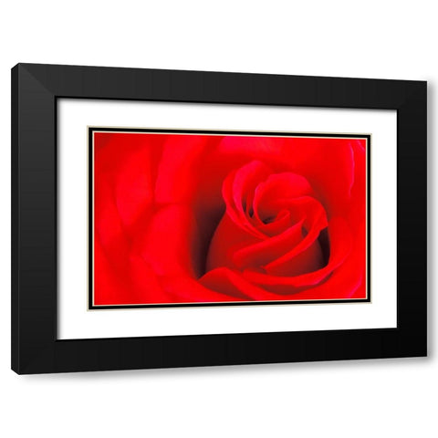 Canada-Manitoba-Winnipeg Detail of red rose Black Modern Wood Framed Art Print with Double Matting by Jaynes Gallery