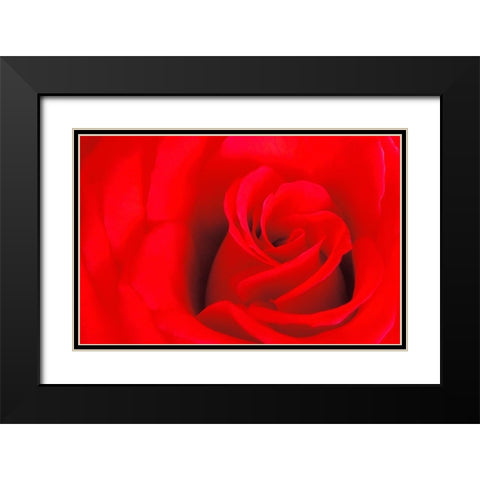 Canada-Manitoba-Winnipeg Detail of red rose Black Modern Wood Framed Art Print with Double Matting by Jaynes Gallery