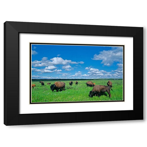 Canada-Manitoba-Riding Mountain National Park Herd of American plains bison grazing on prairie Black Modern Wood Framed Art Print with Double Matting by Jaynes Gallery