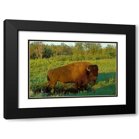Canada-Manitoba-Riding Mountain National Park Close-up of male American plains bison Black Modern Wood Framed Art Print with Double Matting by Jaynes Gallery