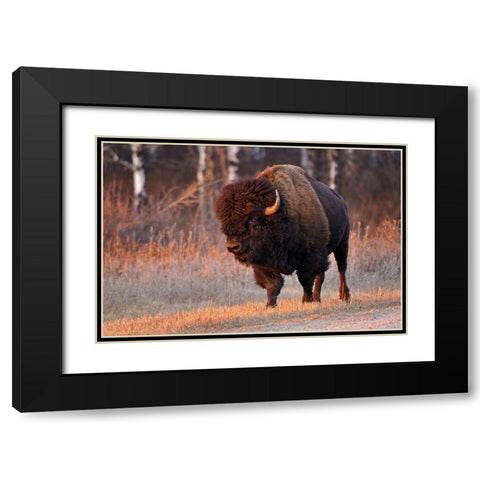 Canada-Manitoba-Riding Mountain National Park Close-up of male American plains bison Black Modern Wood Framed Art Print with Double Matting by Jaynes Gallery