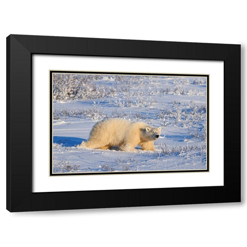 Canada-Manitoba-Churchill Polar bear walking through snow in evening light Black Modern Wood Framed Art Print with Double Matting by Jaynes Gallery