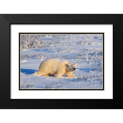 Canada-Manitoba-Churchill Polar bear walking through snow in evening light Black Modern Wood Framed Art Print with Double Matting by Jaynes Gallery
