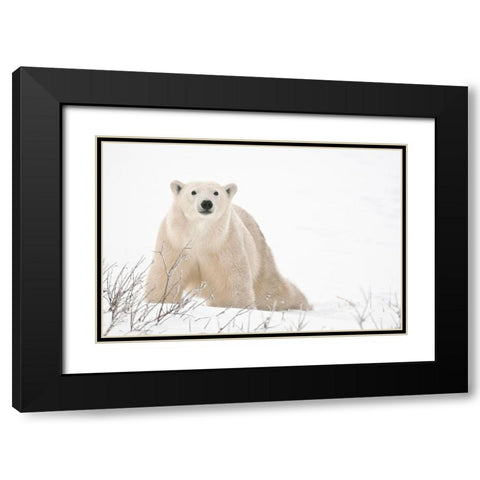 Canada-Manitoba-Churchill Polar bear on frozen tundra Black Modern Wood Framed Art Print with Double Matting by Jaynes Gallery