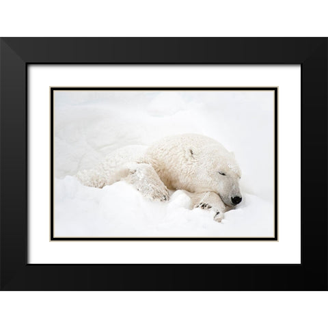Canada-Manitoba-Churchill Polar bear sleeping in snow Black Modern Wood Framed Art Print with Double Matting by Jaynes Gallery