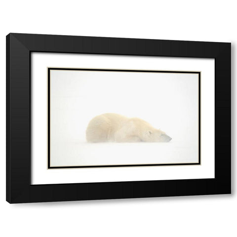 Canada-Manitoba-Churchill Polar bear sleeping on snow in fog Black Modern Wood Framed Art Print with Double Matting by Jaynes Gallery