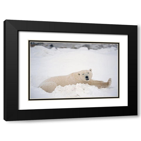 Canada-Manitoba-Churchill Polar bear resting in snow Black Modern Wood Framed Art Print with Double Matting by Jaynes Gallery