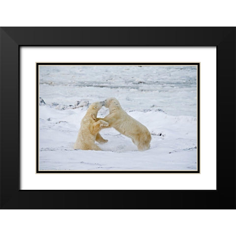 Canada-Manitoba-Churchill Young polar bears sparring Black Modern Wood Framed Art Print with Double Matting by Jaynes Gallery