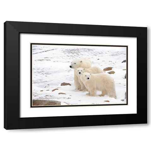 Canada-Manitoba-Churchill Mother polar bear and two cubs Black Modern Wood Framed Art Print with Double Matting by Jaynes Gallery