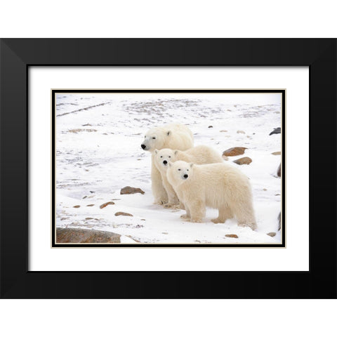 Canada-Manitoba-Churchill Mother polar bear and two cubs Black Modern Wood Framed Art Print with Double Matting by Jaynes Gallery