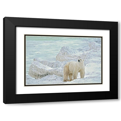Canada-Manitoba-Churchill Polar bear on rocky frozen tundra Black Modern Wood Framed Art Print with Double Matting by Jaynes Gallery
