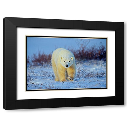 Canada-Manitoba-Churchill Polar bear walking on frozen tundra Black Modern Wood Framed Art Print with Double Matting by Jaynes Gallery