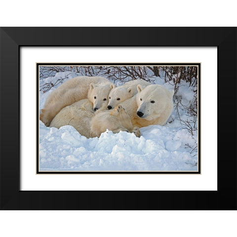 Canada-Manitoba-Churchill Mother polar bear with two cubs resting in snowbank at sunset Black Modern Wood Framed Art Print with Double Matting by Jaynes Gallery