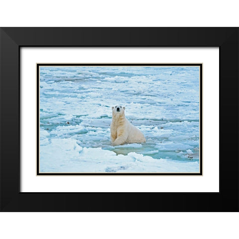 Canada-Manitoba-Churchill Polar bear in icy water Black Modern Wood Framed Art Print with Double Matting by Jaynes Gallery