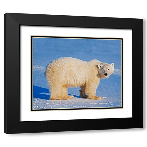 Canada-Manitoba-Churchill Polar bear standing on frozen tundra Black Modern Wood Framed Art Print with Double Matting by Jaynes Gallery