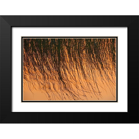 Canada-Manitoba-Riding Mountain National Park Close-up of reeds reflecting in Lake Audy at sunset Black Modern Wood Framed Art Print with Double Matting by Jaynes Gallery