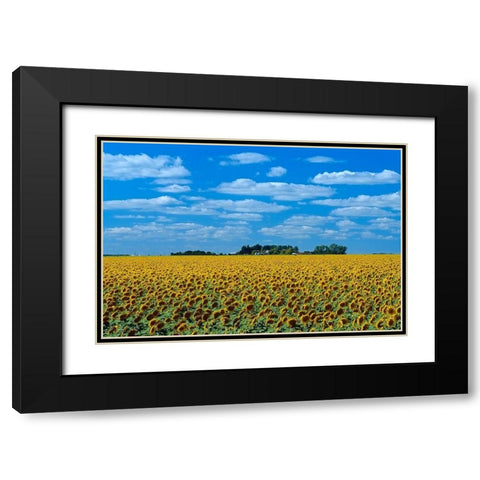 Canada-Manitoba-Altona Farm field with crop of sunflowers Black Modern Wood Framed Art Print with Double Matting by Jaynes Gallery