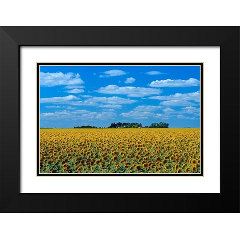 Canada-Manitoba-Altona Farm field with crop of sunflowers Black Modern Wood Framed Art Print with Double Matting by Jaynes Gallery
