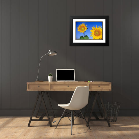 Canada-Manitoba-Altona Close-up of sunflowers Black Modern Wood Framed Art Print with Double Matting by Jaynes Gallery
