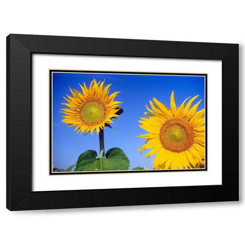 Canada-Manitoba-Altona Close-up of sunflowers Black Modern Wood Framed Art Print with Double Matting by Jaynes Gallery