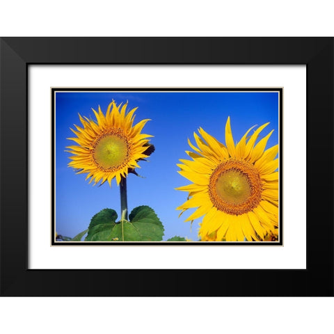 Canada-Manitoba-Altona Close-up of sunflowers Black Modern Wood Framed Art Print with Double Matting by Jaynes Gallery