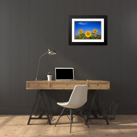 Canada-Manitoba-Altona Close-up of sunflowers Black Modern Wood Framed Art Print with Double Matting by Jaynes Gallery