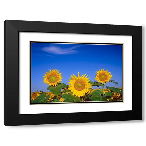 Canada-Manitoba-Altona Close-up of sunflowers Black Modern Wood Framed Art Print with Double Matting by Jaynes Gallery