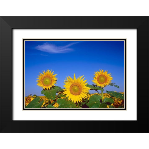 Canada-Manitoba-Altona Close-up of sunflowers Black Modern Wood Framed Art Print with Double Matting by Jaynes Gallery