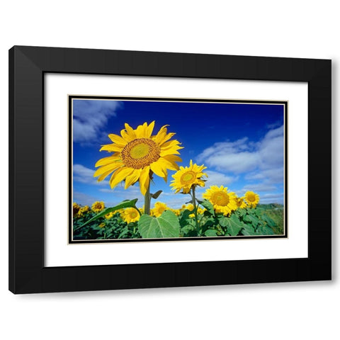 Canada-Manitoba-Altona Close-up of sunflowers Black Modern Wood Framed Art Print with Double Matting by Jaynes Gallery