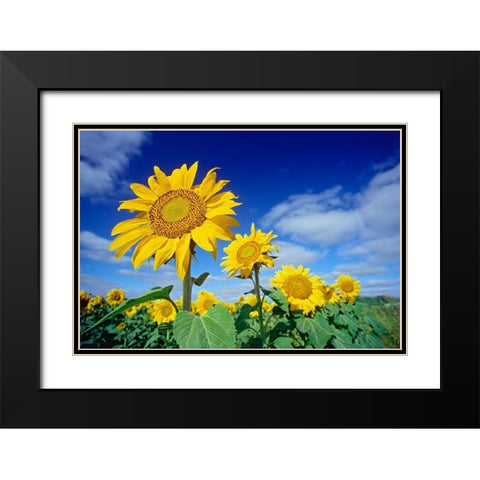 Canada-Manitoba-Altona Close-up of sunflowers Black Modern Wood Framed Art Print with Double Matting by Jaynes Gallery