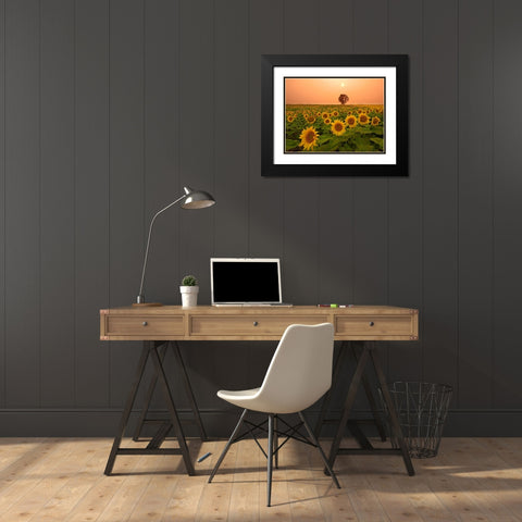 Canada- Manitoba- Dugald. Field of sunflowers and cottonwood tree at sunset. Black Modern Wood Framed Art Print with Double Matting by Jaynes Gallery