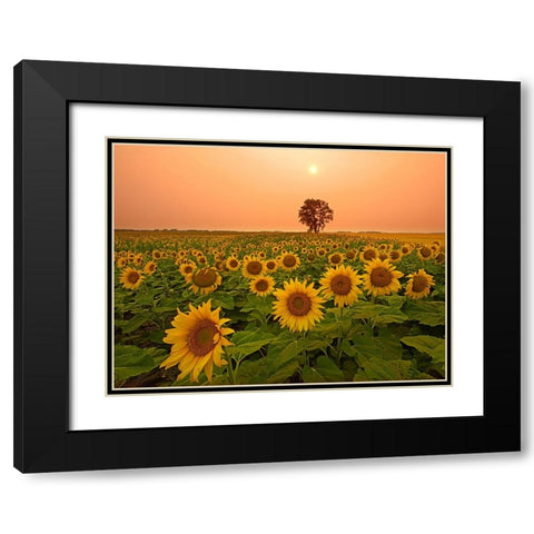 Canada- Manitoba- Dugald. Field of sunflowers and cottonwood tree at sunset. Black Modern Wood Framed Art Print with Double Matting by Jaynes Gallery
