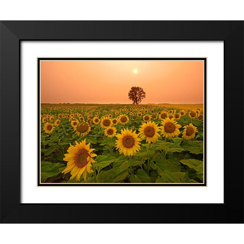 Canada- Manitoba- Dugald. Field of sunflowers and cottonwood tree at sunset. Black Modern Wood Framed Art Print with Double Matting by Jaynes Gallery