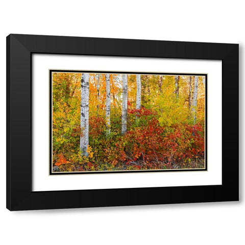 Canada- Manitoba. Autumn colors Hecla-Grindstone Provincial Park. Black Modern Wood Framed Art Print with Double Matting by Jaynes Gallery