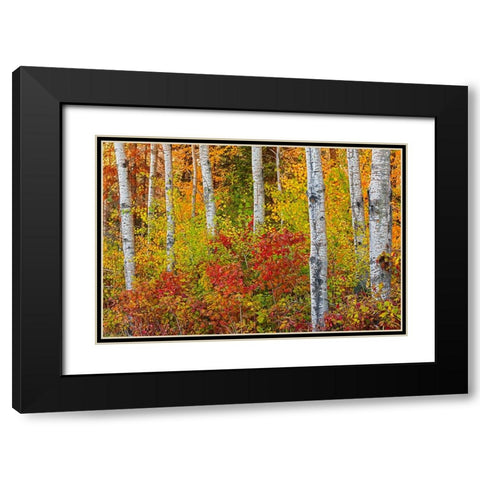 Canada- Manitoba. Autumn colors Hecla-Grindstone Provincial Park. Black Modern Wood Framed Art Print with Double Matting by Jaynes Gallery