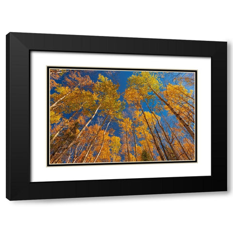 Canada- Manitoba- Duck Mountain Provincial Park. Yellow aspen trees leaves in autumn. Black Modern Wood Framed Art Print with Double Matting by Jaynes Gallery