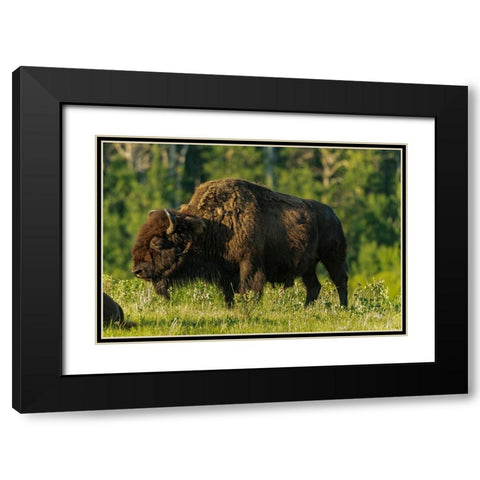 Canada- Manitoba- Riding Mountain National Park. Plains bison adult standing in grass. Black Modern Wood Framed Art Print with Double Matting by Jaynes Gallery