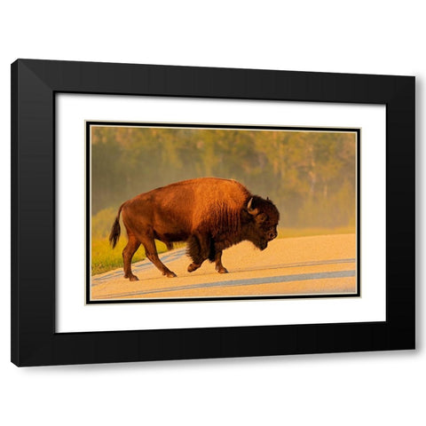 Canada- Manitoba- Riding Mountain National Park. Plains bison adult crossing road. Black Modern Wood Framed Art Print with Double Matting by Jaynes Gallery