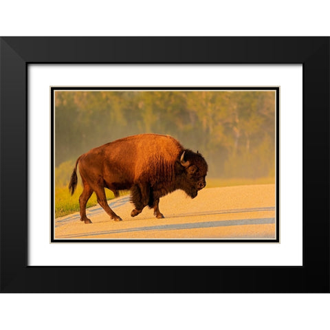 Canada- Manitoba- Riding Mountain National Park. Plains bison adult crossing road. Black Modern Wood Framed Art Print with Double Matting by Jaynes Gallery