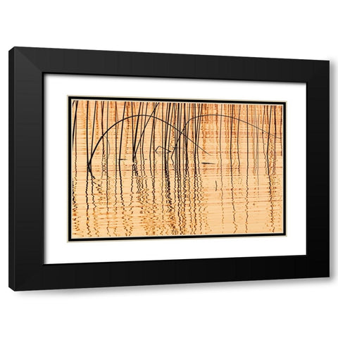 Canada- Manitoba- Wekusko Falls Provincial Park. Reeds reflect patterns in Wekusko Lake. Black Modern Wood Framed Art Print with Double Matting by Jaynes Gallery